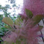 ヒメ日記 2025/07/11 03:39 投稿 かんな 性腺熟女100％（デリヘル市場）