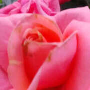 ヒメ日記 2025/07/22 07:58 投稿 かんな 性腺熟女100％（デリヘル市場）