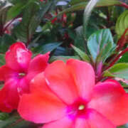 ヒメ日記 2025/07/25 12:06 投稿 かんな 性腺熟女100％（デリヘル市場）