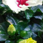 ヒメ日記 2025/08/02 00:18 投稿 かんな 性腺熟女100％（デリヘル市場）