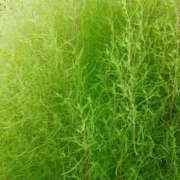 ヒメ日記 2025/08/16 14:04 投稿 かんな 性腺熟女100％（デリヘル市場）