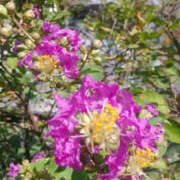 ヒメ日記 2025/09/01 12:32 投稿 かんな 性腺熟女100％（デリヘル市場）