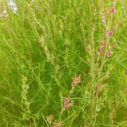 ヒメ日記 2025/09/21 14:50 投稿 かんな 性腺熟女100％（デリヘル市場）