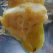 ヒメ日記 2025/10/29 03:20 投稿 かんな 性腺熟女100％（デリヘル市場）