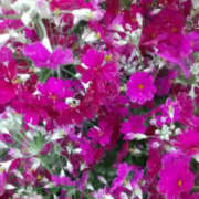 ヒメ日記 2026/01/24 00:37 投稿 かんな 性腺熟女100％本店（デリヘル市場）