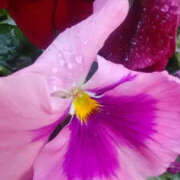 ヒメ日記 2026/02/01 16:07 投稿 かんな 性腺熟女100％本店（デリヘル市場）