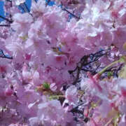 ヒメ日記 2026/02/26 12:55 投稿 かんな 性腺熟女100％（デリヘル市場）