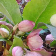 ヒメ日記 2026/03/08 00:31 投稿 かんな 性腺熟女100％本店（デリヘル市場）