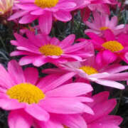 ヒメ日記 2026/03/27 12:41 投稿 かんな 性腺熟女100％（デリヘル市場）