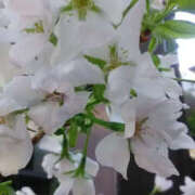 ヒメ日記 2026/04/03 18:58 投稿 かんな 性腺熟女100％本店（デリヘル市場）