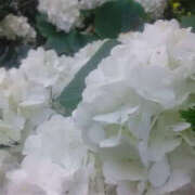 ヒメ日記 2026/04/19 15:48 投稿 かんな 性腺熟女100％本店（デリヘル市場）