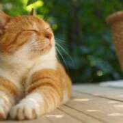 みすず 本日出勤致します😺🐾 エンブレイス　ダイヤモンド