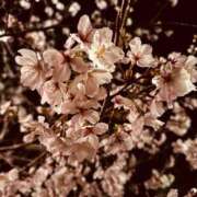 ヒメ日記 2025/03/30 20:03 投稿 なつき『ガール』 ディオーネ