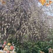 ヒメ日記 2025/03/04 13:24 投稿 飯島百合子(いいじまゆりこ) 五十路マダムエクスプレス厚木店(カサブランカグループ)