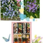 ヒメ日記 2025/05/01 07:30 投稿 飯島百合子(いいじまゆりこ) 五十路マダムエクスプレス厚木店(カサブランカグループ)