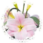 ヒメ日記 2025/06/17 07:34 投稿 飯島百合子(いいじまゆりこ) 五十路マダムエクスプレス厚木店(カサブランカグループ)