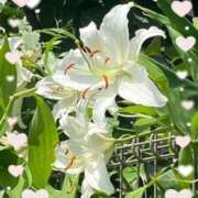 ヒメ日記 2025/07/17 17:16 投稿 飯島百合子(いいじまゆりこ) 五十路マダムエクスプレス厚木店(カサブランカグループ)