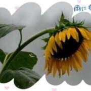 ヒメ日記 2025/09/04 12:32 投稿 飯島百合子(いいじまゆりこ) 五十路マダムエクスプレス厚木店(カサブランカグループ)