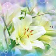 ヒメ日記 2025/12/26 17:32 投稿 飯島百合子(いいじまゆりこ) 五十路マダムエクスプレス厚木店(カサブランカグループ)