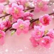 ヒメ日記 2026/03/13 15:42 投稿 飯島百合子(いいじまゆりこ) 五十路マダムエクスプレス厚木店(カサブランカグループ)