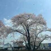 ヒメ日記 2026/03/30 12:57 投稿 ひめか 岐阜岐南各務原ちゃんこ