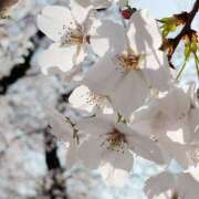 ヒメ日記 2026/04/07 22:35 投稿 れん 所沢デリヘル桜