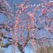 ヒメ日記 2025/03/10 00:32 投稿 水野すみれ 京都ホットポイント