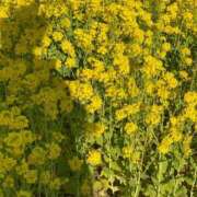 ヒメ日記 2025/03/13 11:19 投稿 水野すみれ 京都ホットポイント