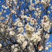 ヒメ日記 2025/03/14 17:02 投稿 水野すみれ 京都ホットポイント