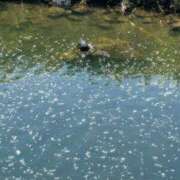 ヒメ日記 2025/07/29 20:50 投稿 りお先生 DANDY BODY