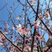 ヒメ日記 2026/04/03 11:34 投稿 みさえ 熟女の風俗最終章 仙台店