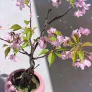 ヒメ日記 2025/04/04 22:01 投稿 東十条　ななこ セレブクィーン