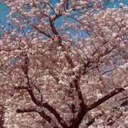 ヒメ日記 2026/04/07 12:16 投稿 東十条　ななこ セレブクィーン