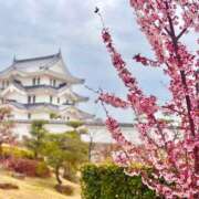 ヒメ日記 2025/04/24 11:57 投稿 観月　アナン セレブクィーン