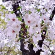 ヒメ日記 2026/04/02 21:41 投稿 観月　アナン セレブクィーン