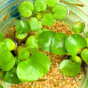 ヒメ日記 2025/06/26 20:40 投稿 蓮実　ふわり セレブクィーン