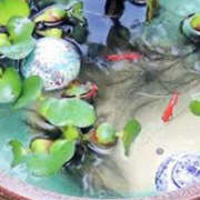 ヒメ日記 2025/09/04 07:26 投稿 蓮実　ふわり セレブクィーン