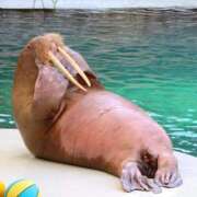 ヒメ日記 2024/12/10 10:00 投稿 桃井　もも セレブクィーン