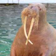 ヒメ日記 2024/12/11 10:00 投稿 桃井　もも セレブクィーン