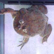 ヒメ日記 2025/04/14 10:00 投稿 桃井　もも セレブクィーン