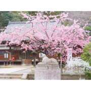 ヒメ日記 2025/04/24 09:59 投稿 桃井　もも セレブクィーン