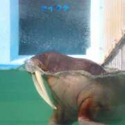 ヒメ日記 2025/05/25 10:00 投稿 桃井　もも セレブクィーン