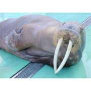 ヒメ日記 2025/05/26 10:00 投稿 桃井　もも セレブクィーン