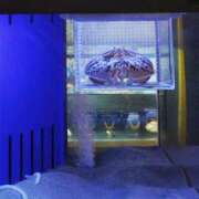 ヒメ日記 2025/09/18 09:59 投稿 桃井　もも セレブクィーン