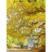 ヒメ日記 2026/01/05 10:00 投稿 桃井　もも セレブクィーン