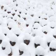 ヒメ日記 2026/03/24 10:00 投稿 桃井　もも セレブクィーン