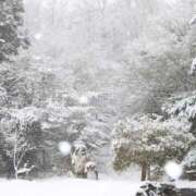 ヒメ日記 2026/03/29 10:00 投稿 桃井　もも セレブクィーン