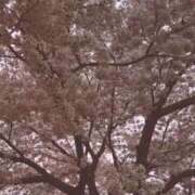 ヒメ日記 2025/02/18 00:32 投稿 にゃん 熟女の風俗最終章 宇都宮店