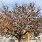 ヒメ日記 2025/03/25 07:21 投稿 にゃん 熟女の風俗最終章 宇都宮店