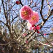 ヒメ日記 2026/02/03 13:29 投稿 あきほ 白いぽっちゃりさん五反田店